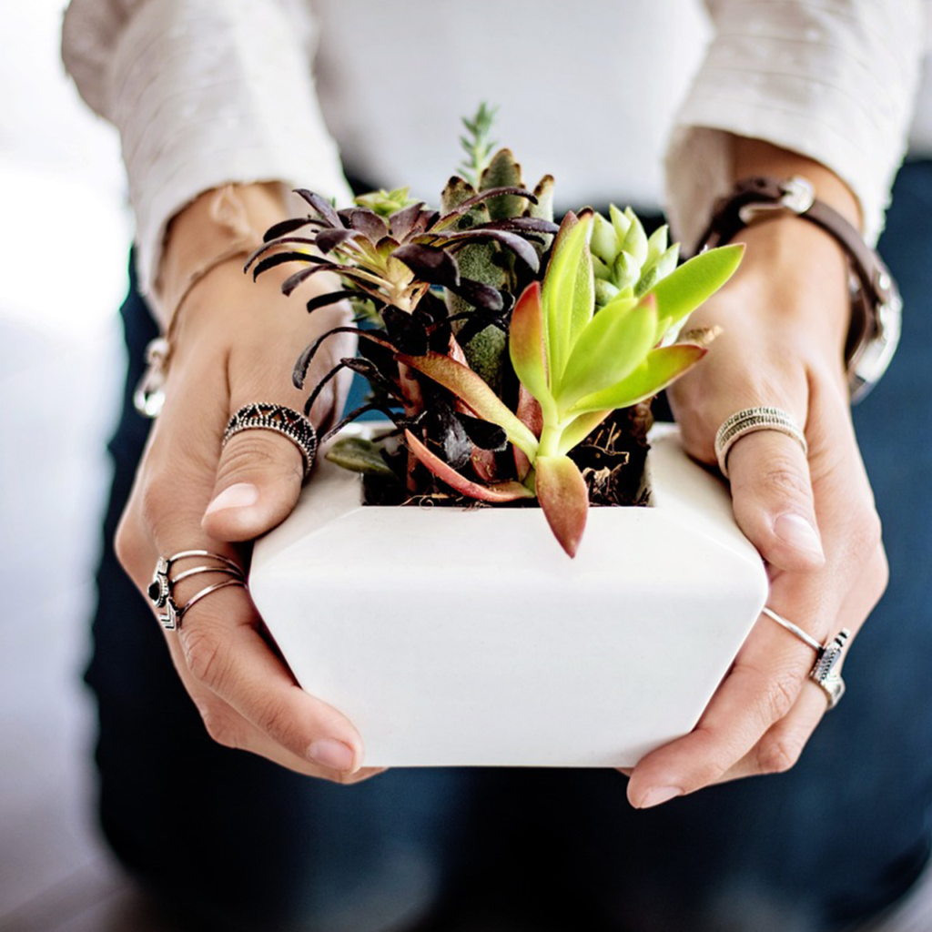 Plantes